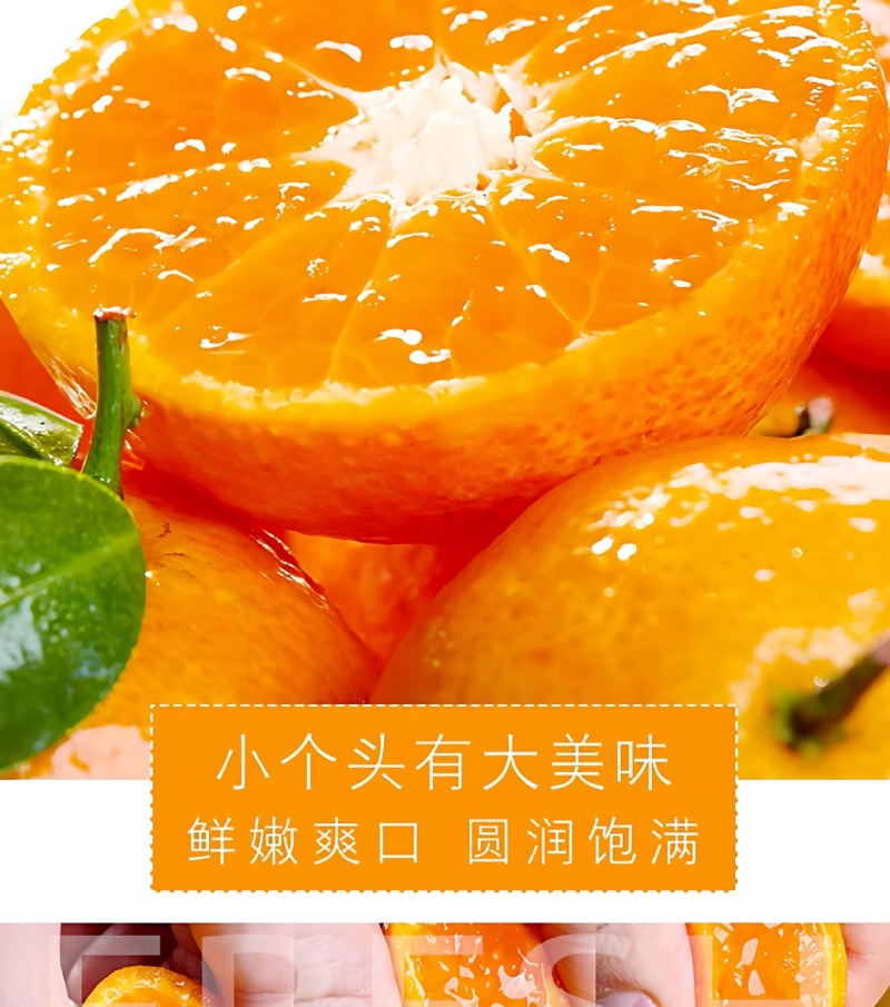 广西砂糖橘一件代发产地直发一手货源对接各大电商平台
