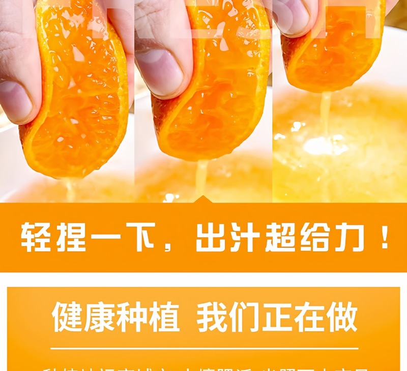 广西砂糖橘一件代发产地直发一手货源对接各大电商平台