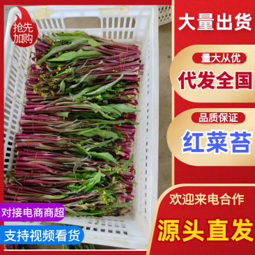 红菜苔湖北菜苔产地直发可实地考察视频看货选货