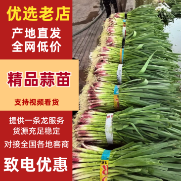 红根蒜苗湖北蒜苗产地直供保质保量量大优惠对接全国