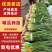 红根蒜苗湖北蒜苗产地直供保质保量量大优惠对接全国