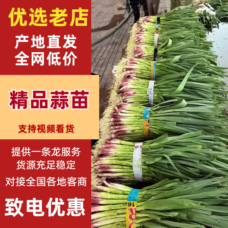 红根蒜苗湖北蒜苗产地直供保质保量量大优惠对接全国