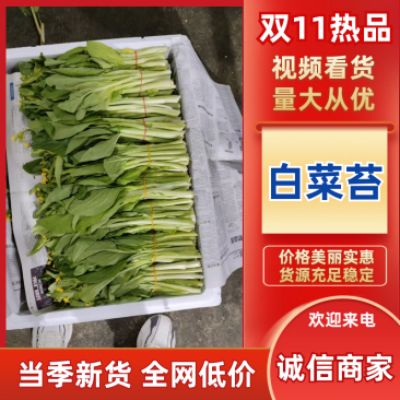 白菜苔湖北宜昌菜苔产地直发按需包装对接全国商超市场