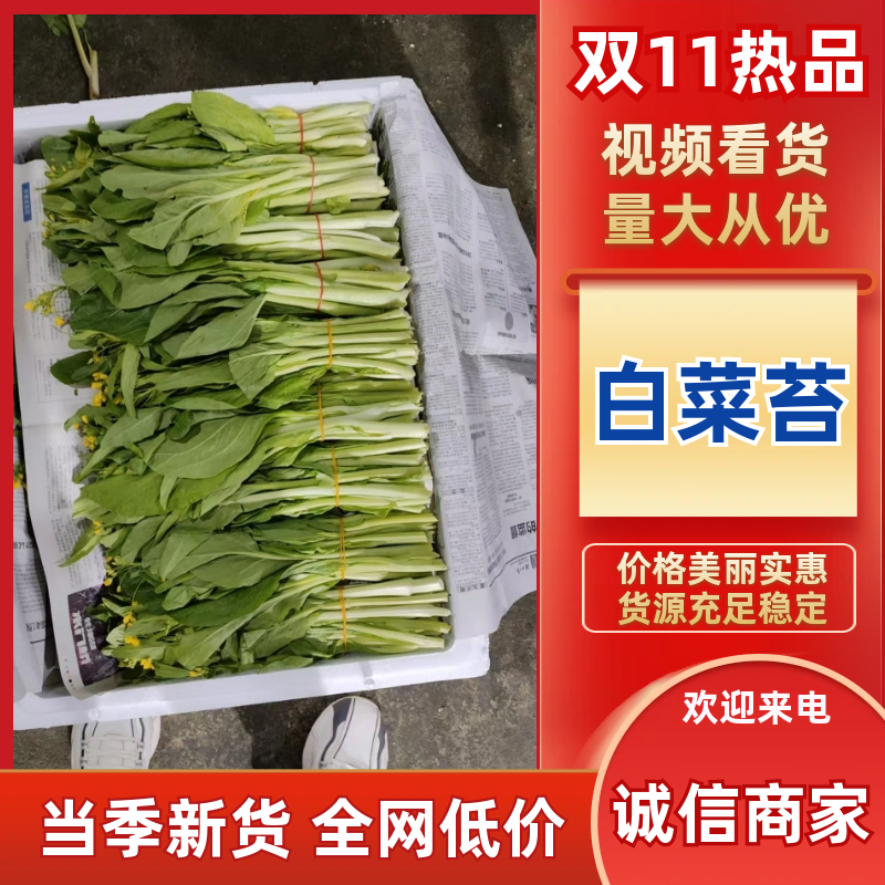 白菜苔湖北宜昌菜苔产地直发按需包装对接全国商超市场