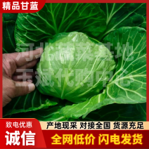 河北松软绿甘蓝大量供应，供应商超啊社区老板有需要及时联系
