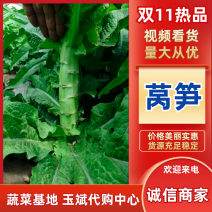 河北定州大量供应莴笋青皮莴笋尖叶莴笋青皮青肉莴笋