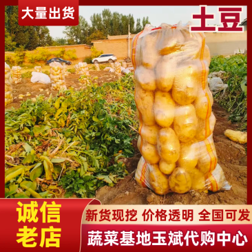 土豆基地大量供应优质土豆精品土豆产地直销
