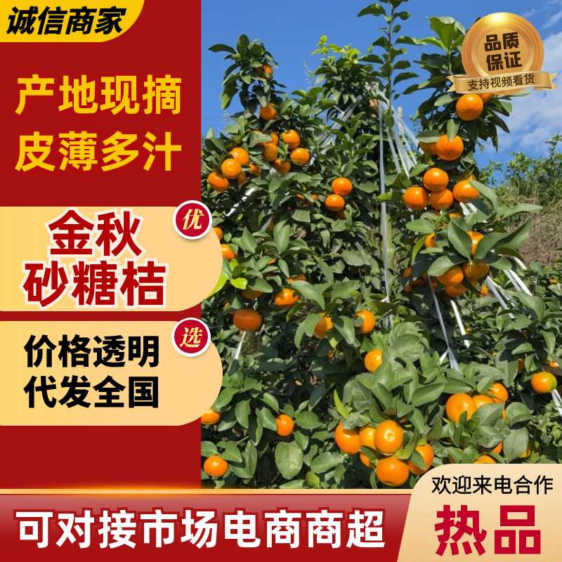 【热卖】精品四川沙糖桔千亩种植基地口感好甜度高