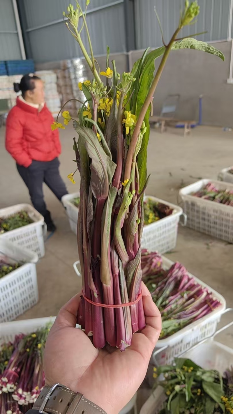 湖北荆州洪湖红菜苔鲜嫩水分足各种长短规格都有打捆不失水量大
