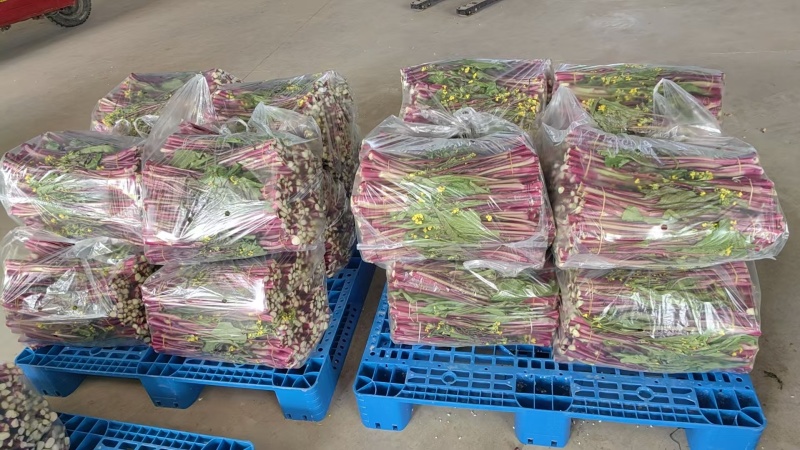 湖北荆州洪湖红菜苔鲜嫩水分足各种长短规格都有打捆不失水量大