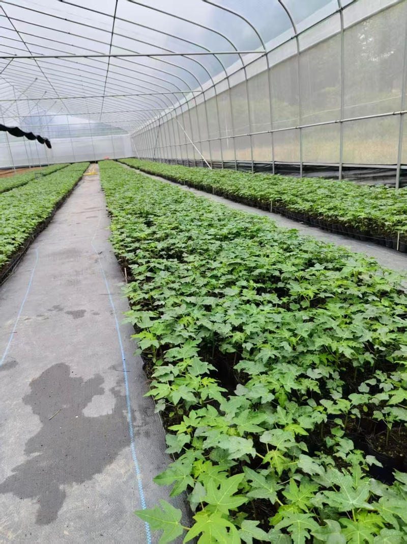 木瓜苗大青水果木瓜苗一手货源产地直销成活率高对接全国