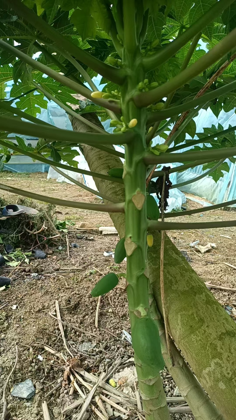 木瓜苗大青水果木瓜苗一手货源产地直销成活率高对接全国