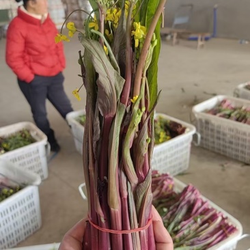 荆州紫菜苔有场地工人随来随装随走现场看货挑选满意为止承接批发