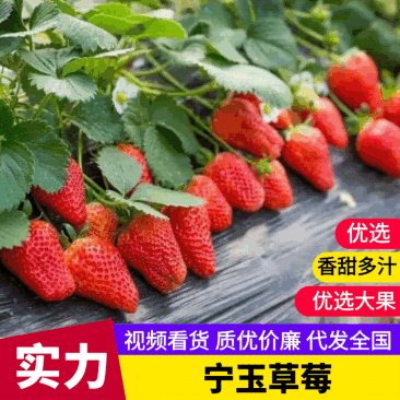 江苏精品草莓宁玉草莓承接商超社团电商供货代发代加工