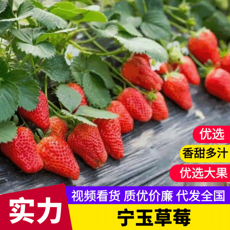 江苏精品草莓宁玉草莓承接商超社团电商供货代发代加工