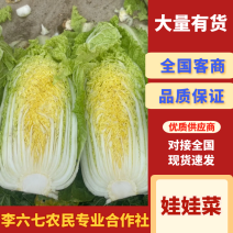 【娃娃菜】甘肃小娃娃菜基地直发供应市场电商商超