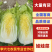 【娃娃菜】甘肃小娃娃菜基地直发供应市场电商商超