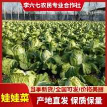 娃娃菜甘肃娃娃菜整车发货提供一条龙服务全国发货