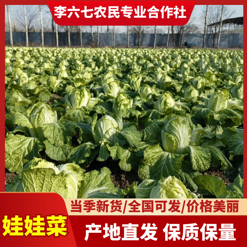 娃娃菜甘肃娃娃菜整车发货提供一条龙服务全国发货