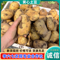 定西土豆甘肃黄心土豆大量供应品质保证代发全国