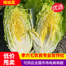 娃娃菜定西小娃娃菜现砍现发万亩基地持续供应欢迎来电咨询