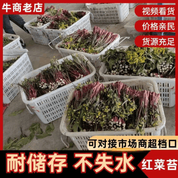 湖北荆州洪湖红菜苔鲜嫩水分足各种长短规格都有打捆不失水量大