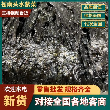 紫菜苍南头水紫菜质量保证厂家直供欢迎采购