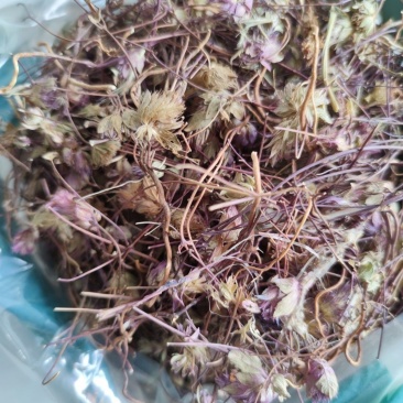 中药材神香草、牛膝草、海索草牛膝草大货批发
