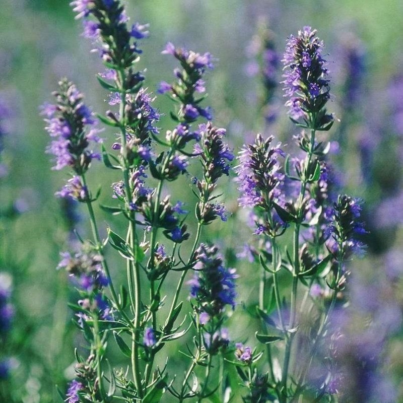 中药材神香草、牛膝草、海索草牛膝草大货批发