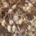 中药材神香草、牛膝草、海索草牛膝草大货批发