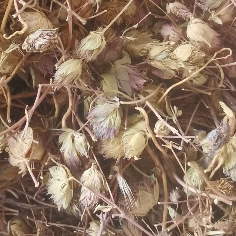 中药材神香草、牛膝草、海索草牛膝草大货批发