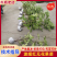 波姬红无花果苗，当年坐果，根系发达，专业种植10年无花果苗