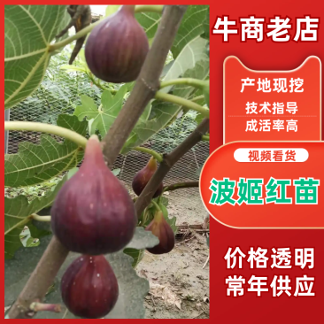 波姬红无花果无病包纯，现拍现发，诚信做人00后种植