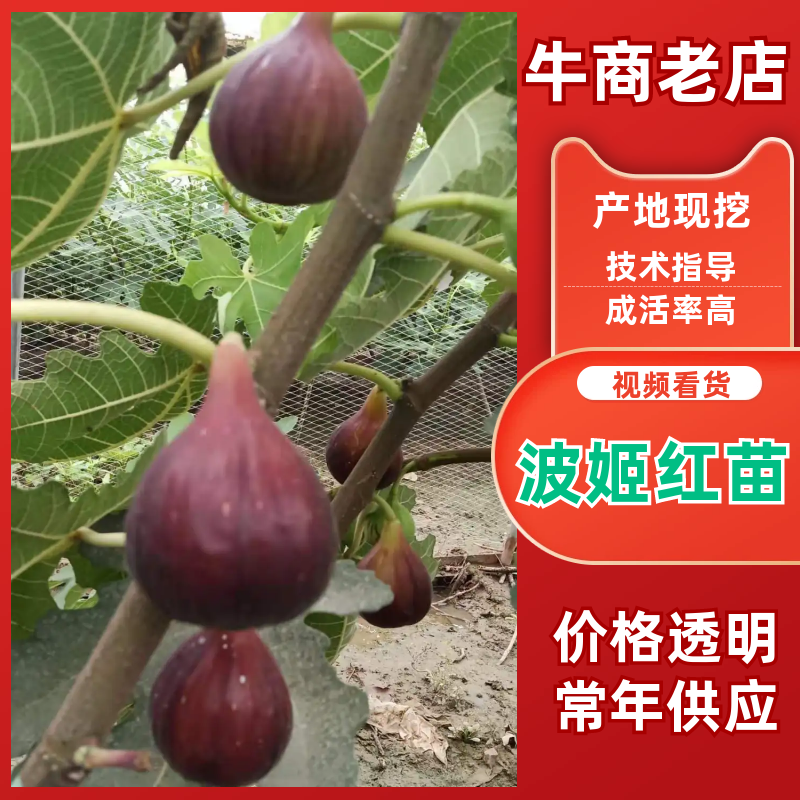 波姬红无花果无病包纯，现拍现发，诚信做人00后种植