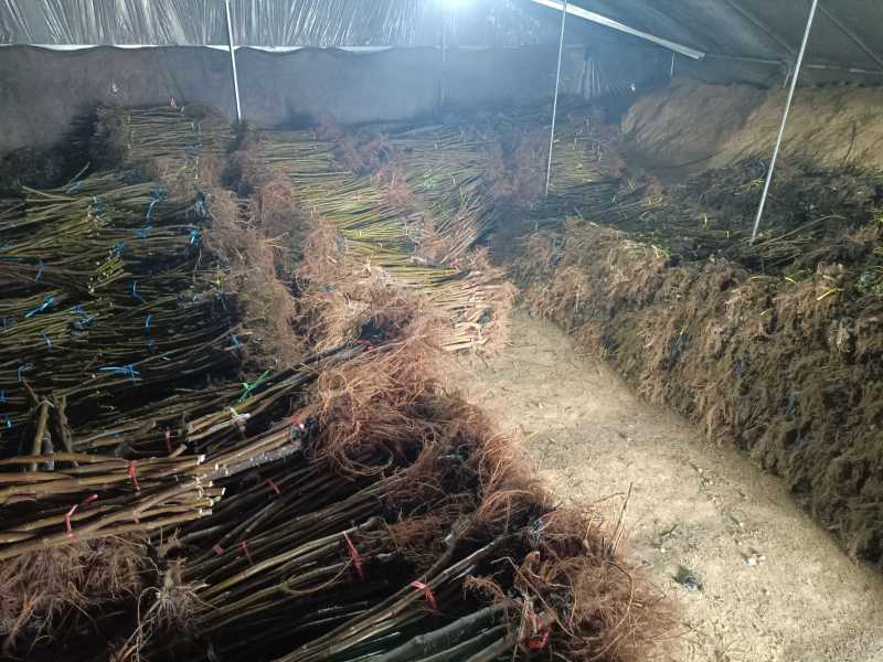 波姬红无花果无病包纯，现拍现发，诚信做人00后种植