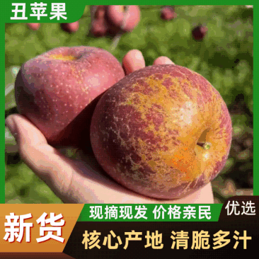 【冰糖心丑苹果】四川大凉山苹果/现摘现发/量大从优