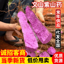 文山紫玉淮山药【现挖现发量大从优】口感好品质高价格可谈
