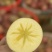 大凉山糖心丑苹果【量大价优】实力供应/品质保证/代发全国