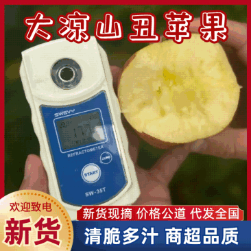 丑苹果【大凉山丑苹果】万亩基地直供/量大从优，欢迎来电