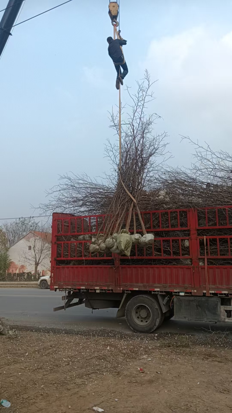 金丝小枣苗