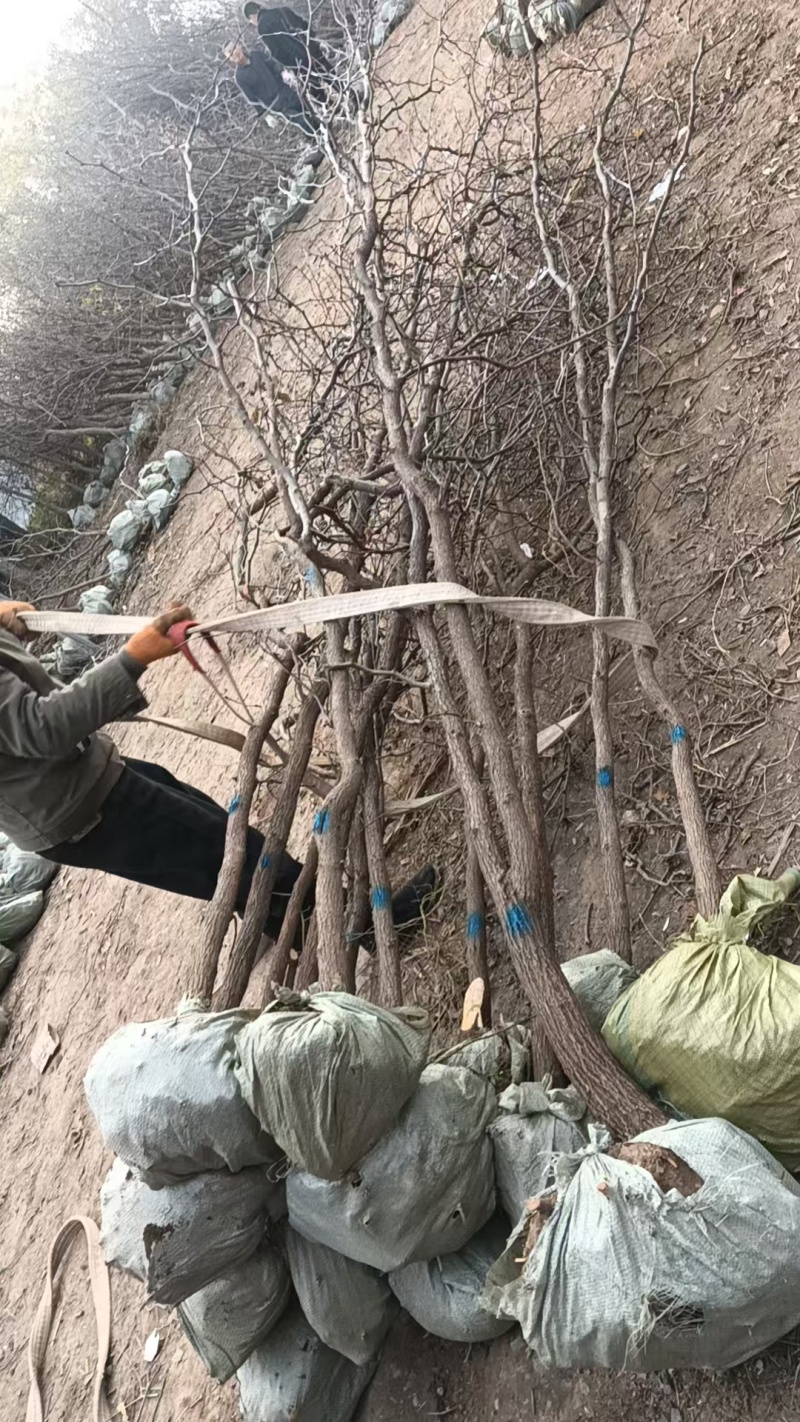 金丝小枣苗