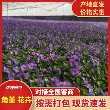 角堇角堇穴盘苗冬季抗寒抗冻花卉植物颜色多基地直供