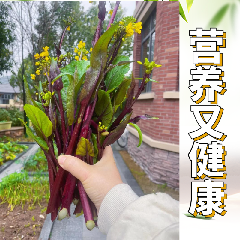 批发新鲜红菜苔正宗湖北产地发货品质**新鲜发货基地直发