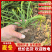 麦冬麦冬草方盘基地直供绿化苗木地被草坪