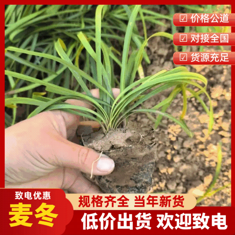 麦冬麦冬草方盘基地直供绿化苗木地被草坪