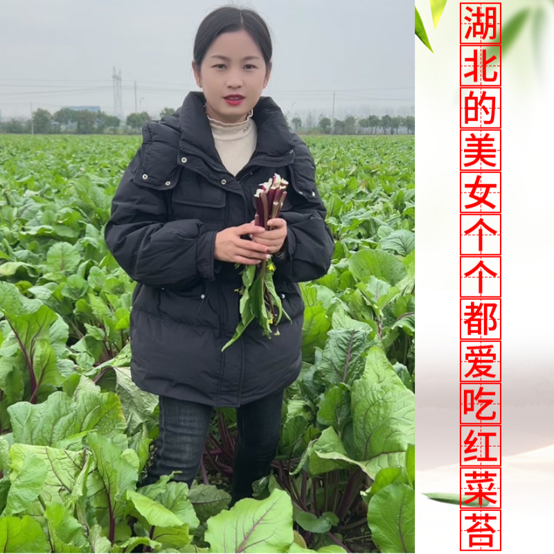 批发湖北核心产地新鲜红菜苔原产地直接基地品质口感上等