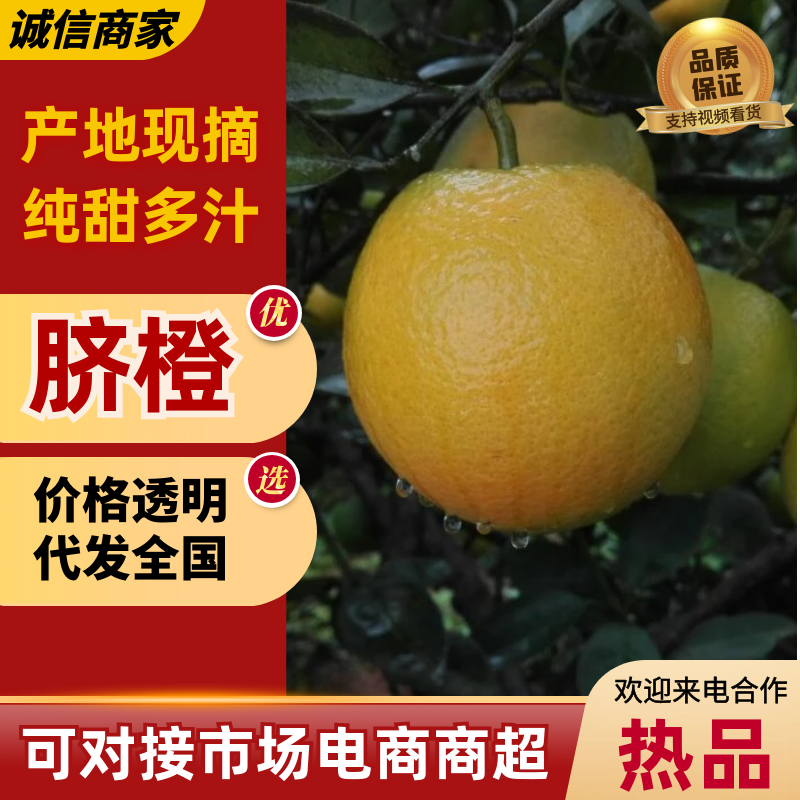 脐橙湖南橙子纯甜多汁对接电商市场一件代发等