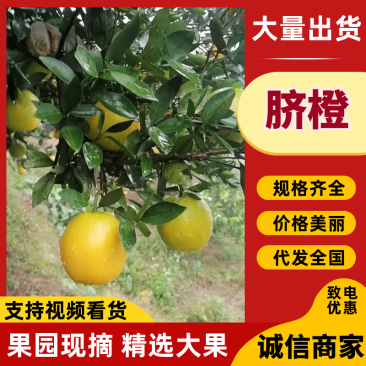 脐橙橙子湖南脐橙产地一手货源品质保障对接全国等