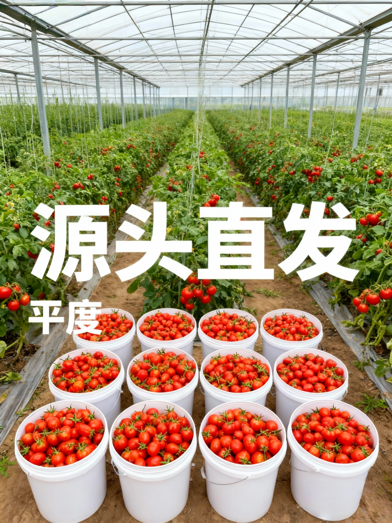 平度釜山88小番茄产地直批高糖多汁无中间商