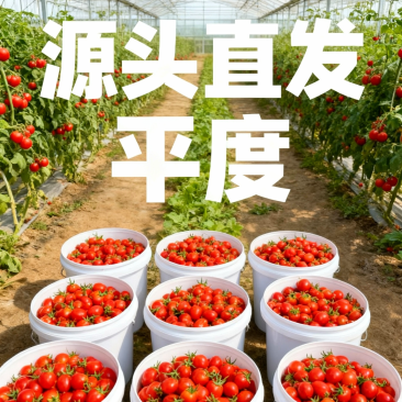 平度釜山88小番茄产地直批高糖多汁无中间商
